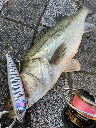 シーバスの釣果