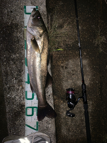 シーバスの釣果