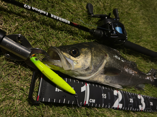 シーバスの釣果