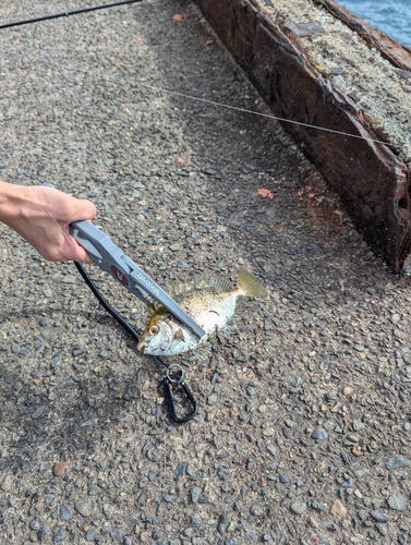 アイゴの釣果