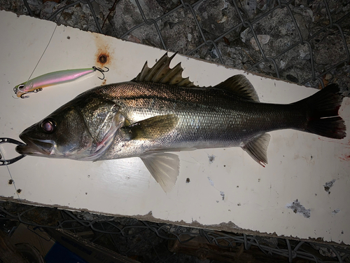 シーバスの釣果