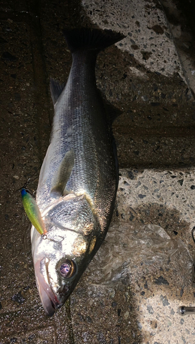 シーバスの釣果