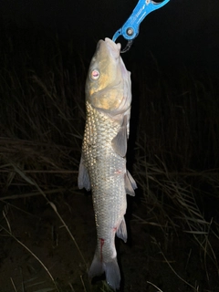 ニゴイの釣果