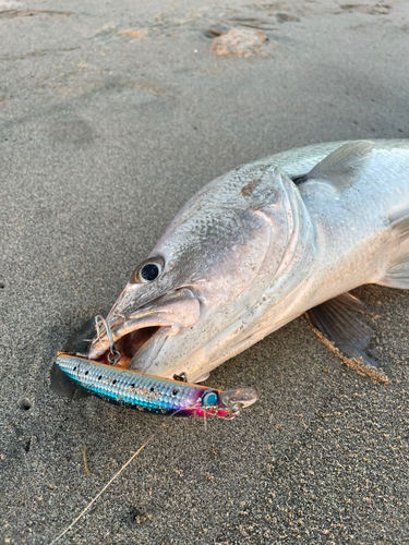 オオニベの釣果