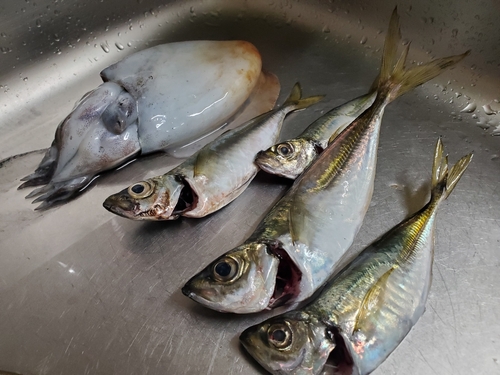 アジの釣果