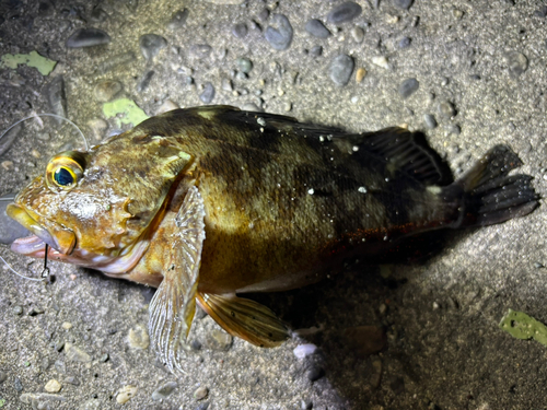 カサゴの釣果