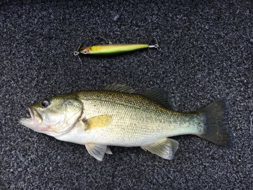 ラージマウスバスの釣果