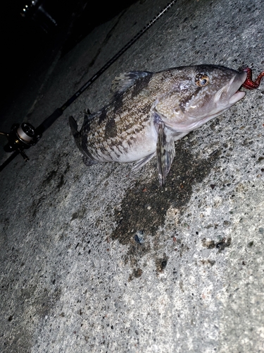 アイナメの釣果