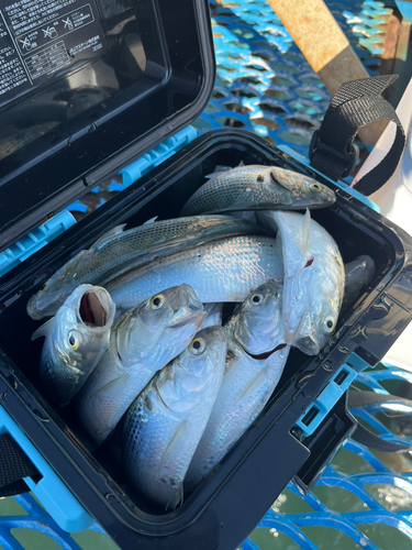 コノシロの釣果