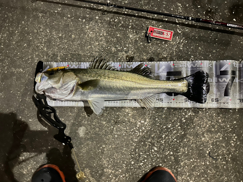 シーバスの釣果