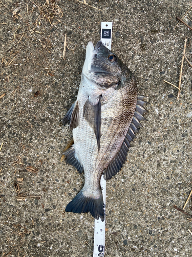 クロダイの釣果