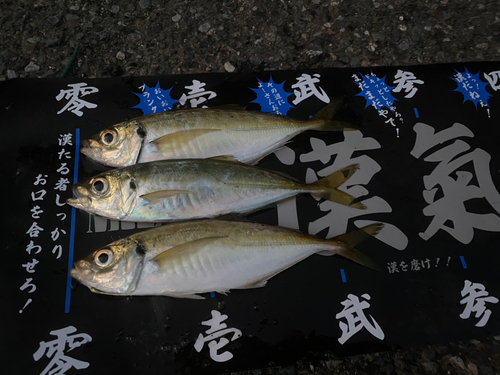 アジの釣果