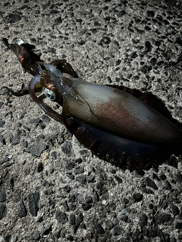 倉橋島