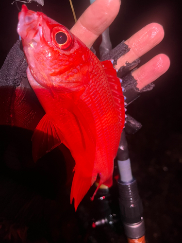 アオスジエビスの釣果