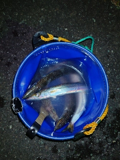 カマスの釣果