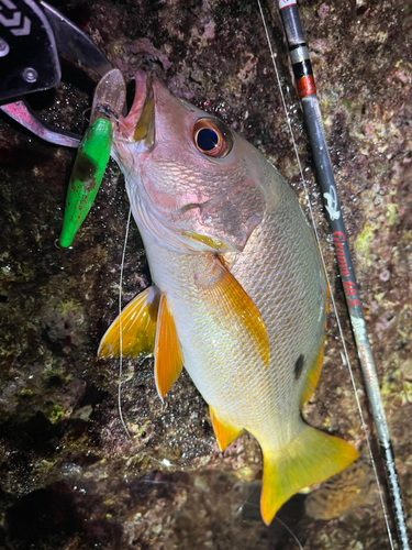 イッテンフエダイの釣果