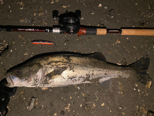 シーバスの釣果