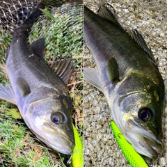 フッコ（マルスズキ）の釣果