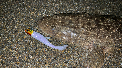 マゴチの釣果