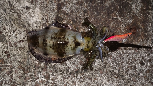 アオリイカの釣果