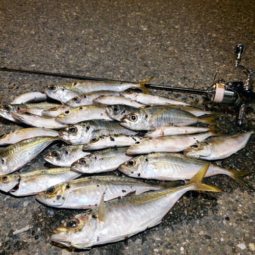 アジの釣果