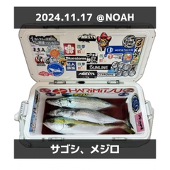 サゴシの釣果