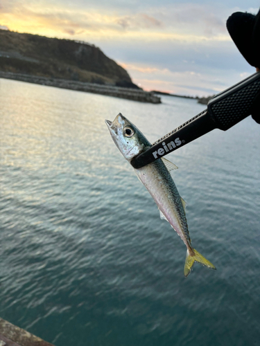 サバの釣果