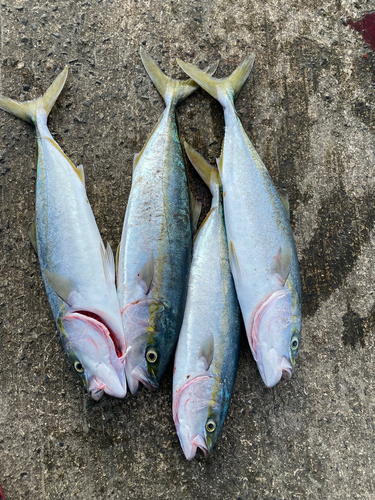 イナダの釣果