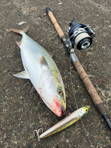 ワラサの釣果