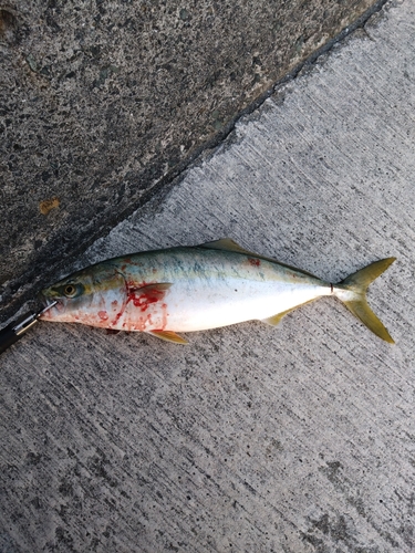 ハマチの釣果