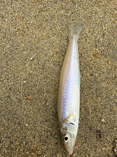 キスの釣果