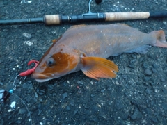 アイナメの釣果