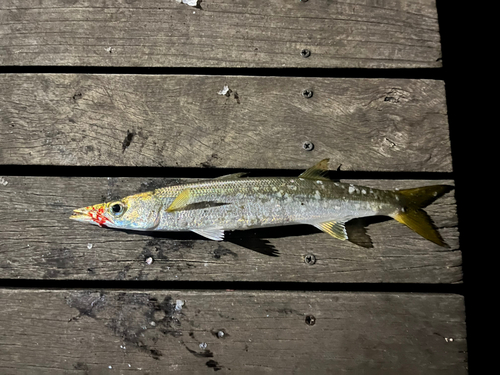 カマスの釣果