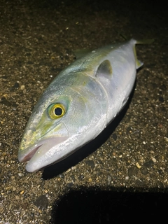 イナダの釣果