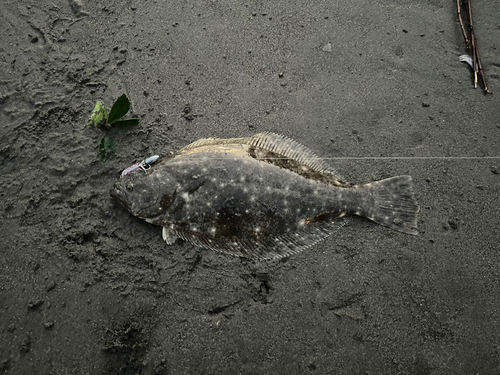 ヒラメの釣果