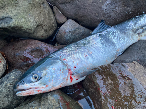 シロザケの釣果