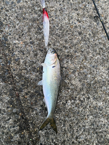 コノシロの釣果