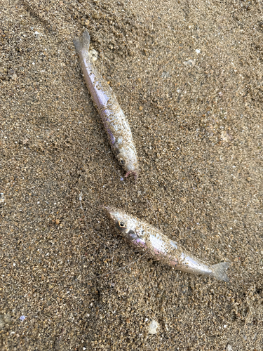 キスの釣果