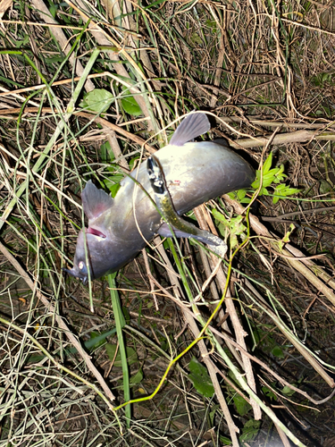 アメリカナマズの釣果