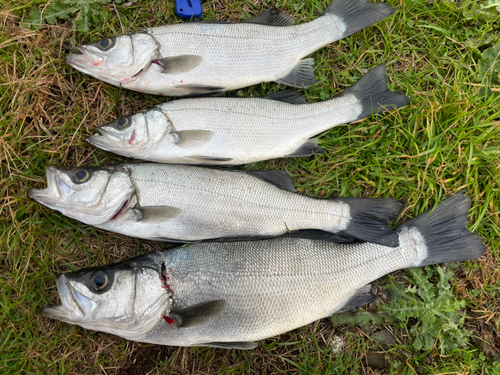 ヒラスズキの釣果