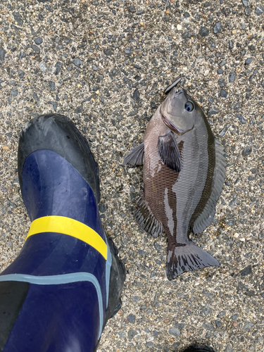 メジナの釣果