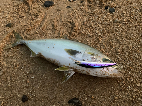 ツバスの釣果