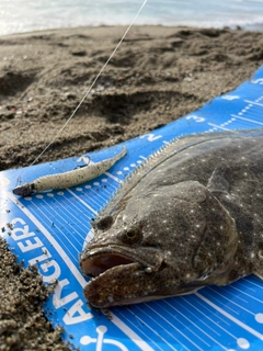 ヒラメの釣果