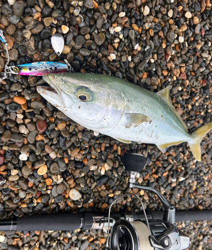 ワカシの釣果