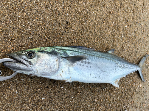 サゴシの釣果