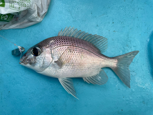 メイチダイの釣果