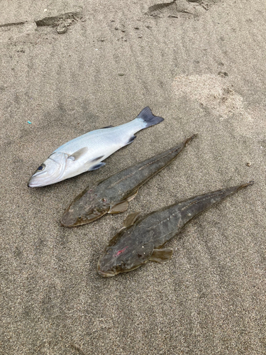 マゴチの釣果