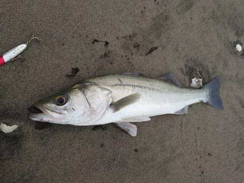 スズキの釣果