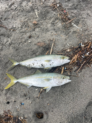 ワカシの釣果