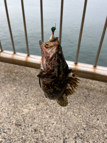 タケノコメバルの釣果